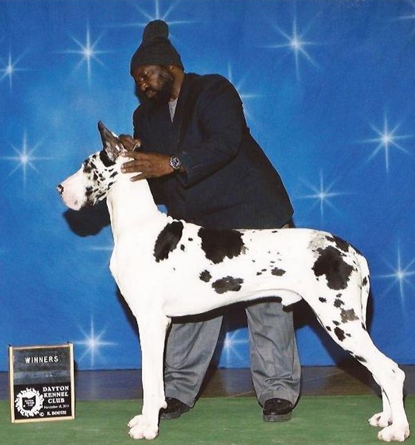 Great dane kennel sales club